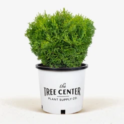Hetz Midget Arborvitae