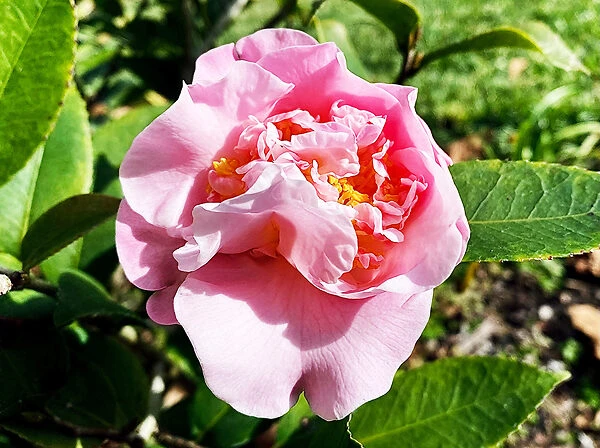 High Fragrance Camellia - Image 2