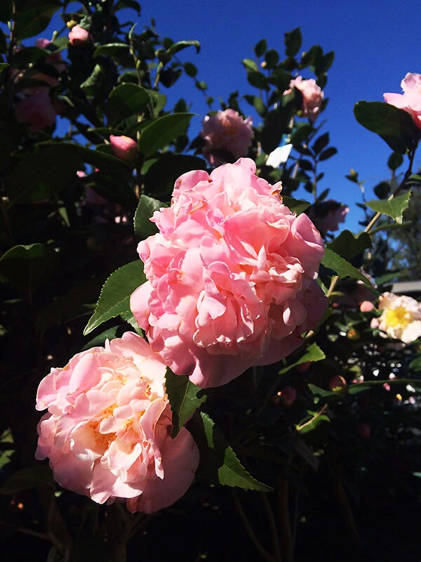 High Fragrance Camellia - Image 3