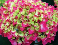 Lime Lovebird Hydrangea
