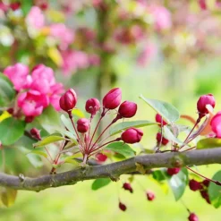 Indian Magic Crabapple Tree