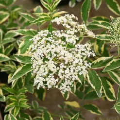 Instant Karma Elderberry