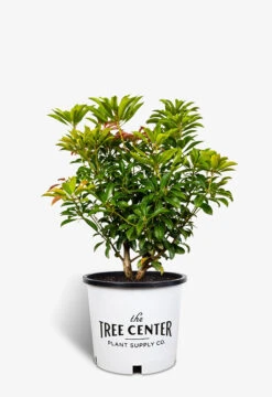 Interstella® Pieris