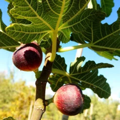 Italian Everbearing Fig