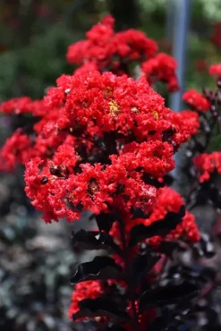 Best Red Black Diamond Crape Myrtle