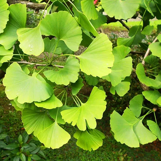 Jade Butterflies Ginkgo Tree