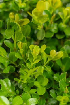 Japanese Littleleaf Boxwood
