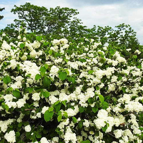 Japanese Snowball Viburnum - Image 2