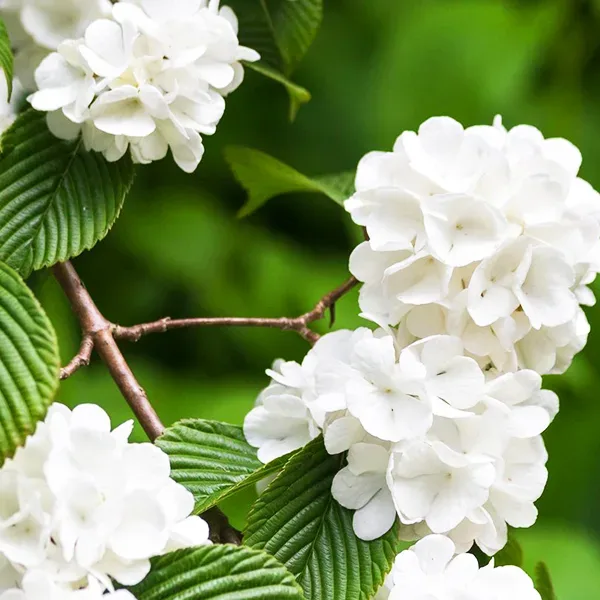 Japanese Snowball Viburnum - Image 3