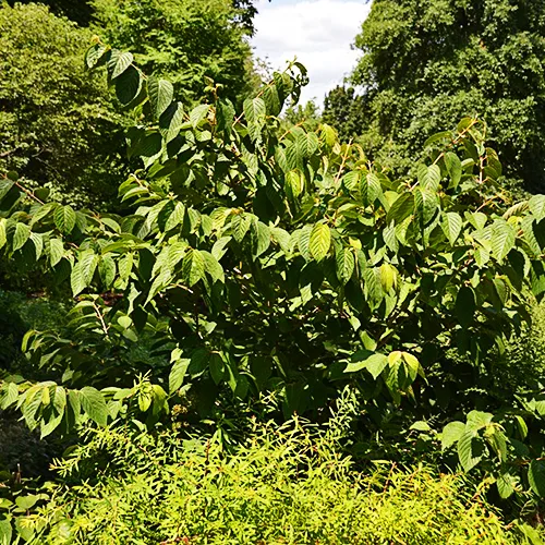 Japanese Snowball Viburnum - Image 4