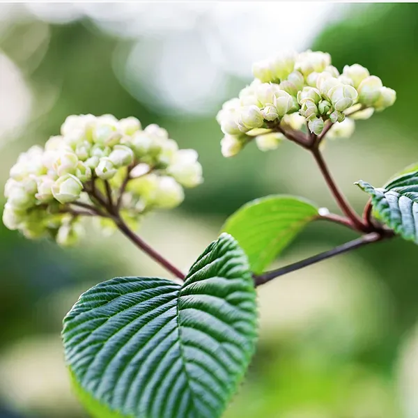 Japanese Snowball Viburnum