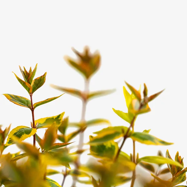 Kaleidoscope Abelia - Image 4