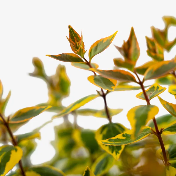 Kaleidoscope Abelia - Image 5