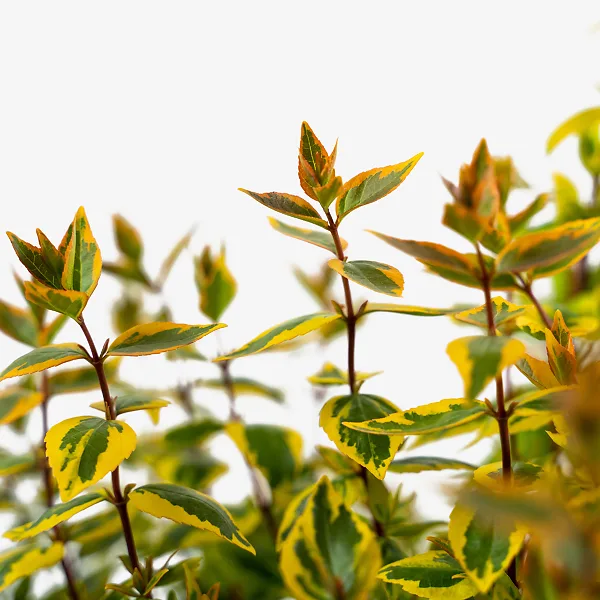 Kaleidoscope Abelia - Image 2