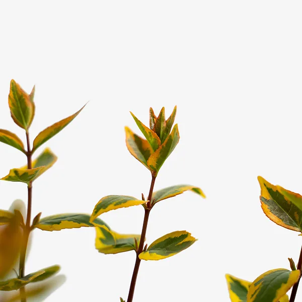 Kaleidoscope Abelia - Image 3