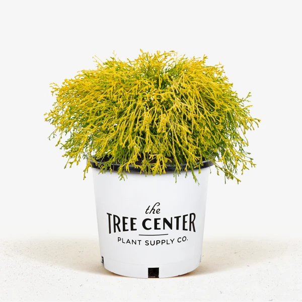 Kings Gold Cypress - Image 4