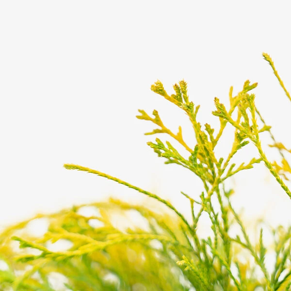 Kings Gold Cypress - Image 3