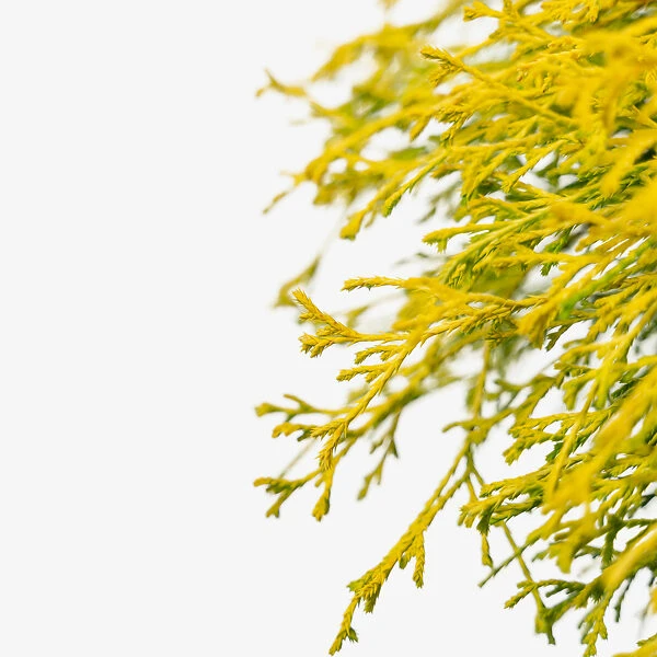 Kings Gold Cypress - Image 5