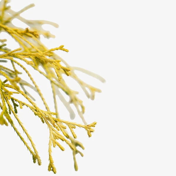 Kings Gold Cypress - Image 2