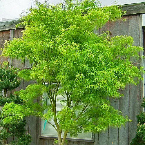 Koto No Ito Japanese Maple - Image 3