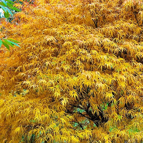 Koto No Ito Japanese Maple - Image 4