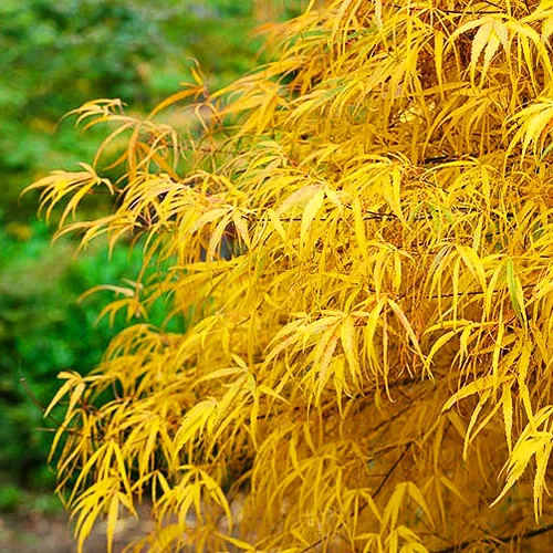 Koto No Ito Japanese Maple - Image 2