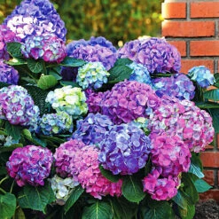 L.A. Dreamin® Hydrangea