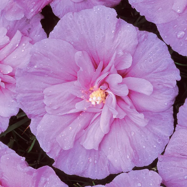 Lavender Chiffon® Hibiscus - Image 2
