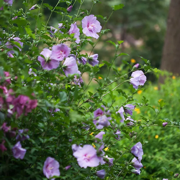 Lavender Chiffon® Hibiscus