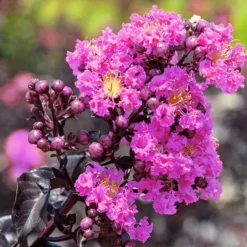 Lavender Lace™ Black Diamond® Crape Myrtle