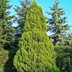 Lawson Cypress