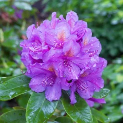 Lee's Best Purple Rhododendron
