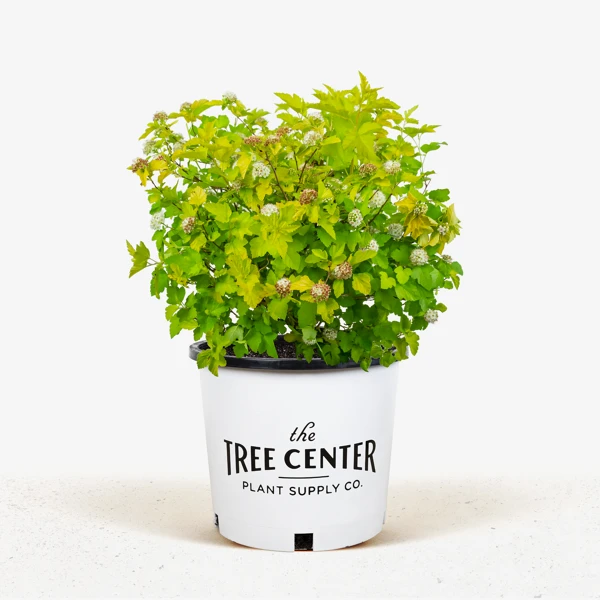 Lemon Candy Ninebark - Image 5