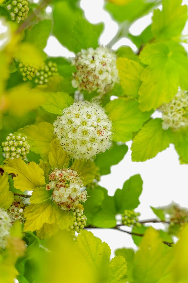 Lemon Candy Ninebark - Image 2