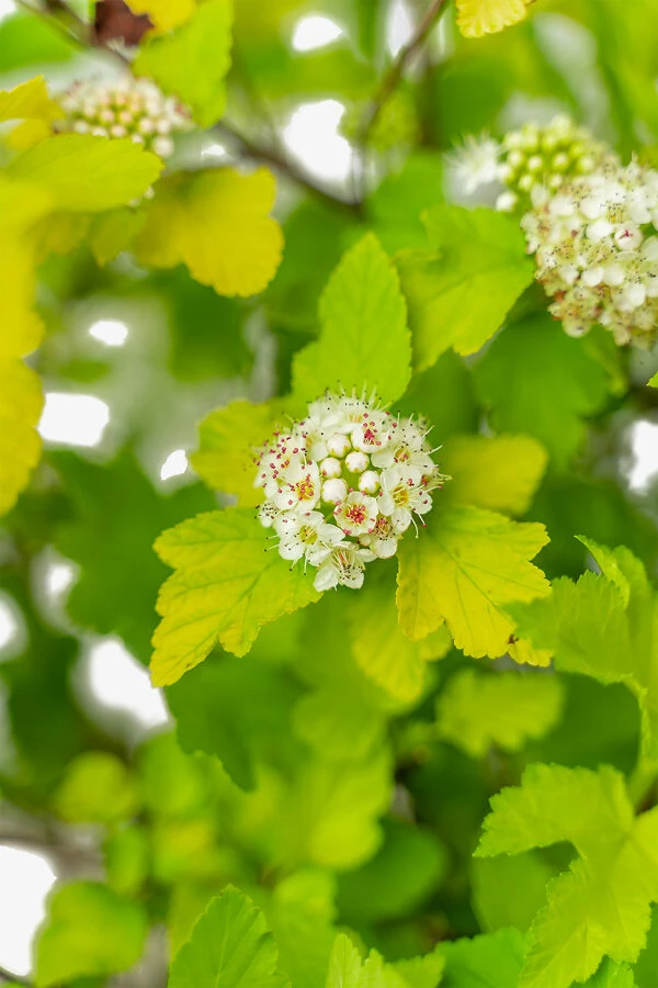 Lemon Candy Ninebark - Image 3