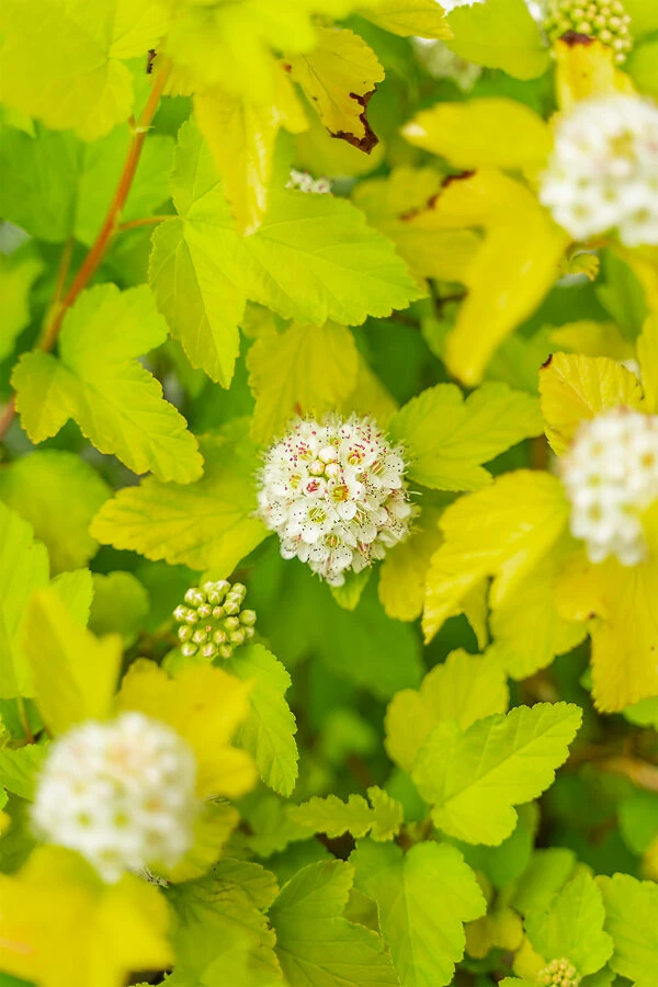 Lemon Candy Ninebark - Image 4