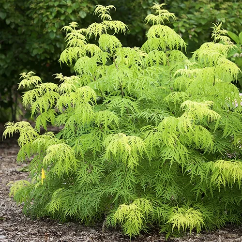 Lemony Lace Elderberry - Image 5