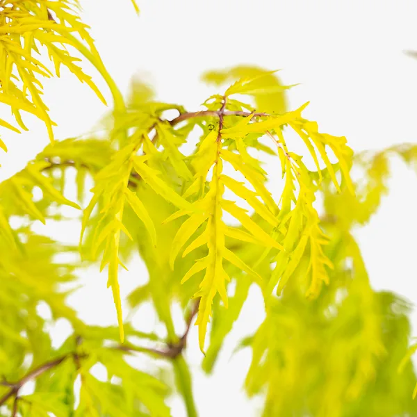 Lemony Lace Elderberry - Image 2