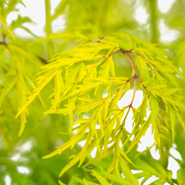 Lemony Lace Elderberry - Image 4