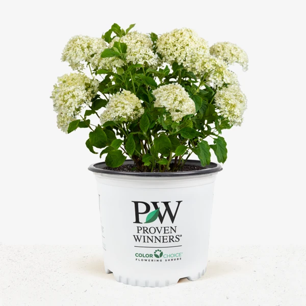 Limetta® Invincibelle Hydrangea - Image 3