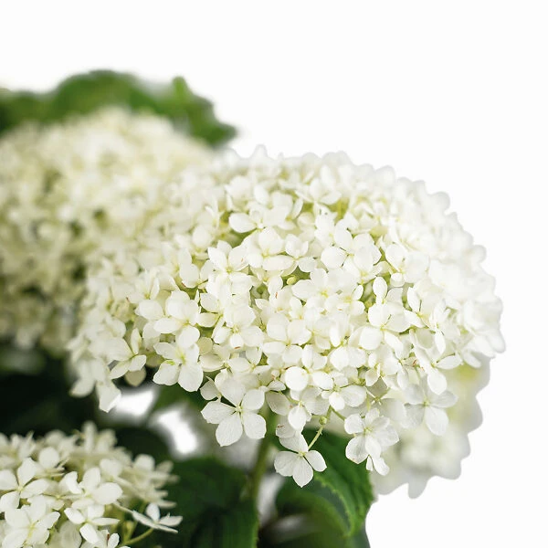 Limetta® Invincibelle Hydrangea - Image 5