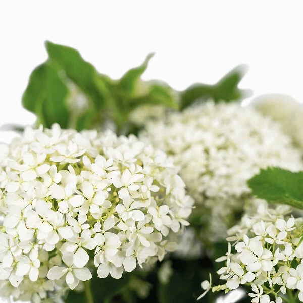 Limetta® Invincibelle Hydrangea - Image 4