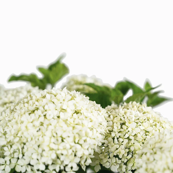 Limetta® Invincibelle Hydrangea - Image 2