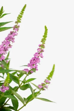 Lo & Behold® Pink Micro Chip Butterfly Bush
