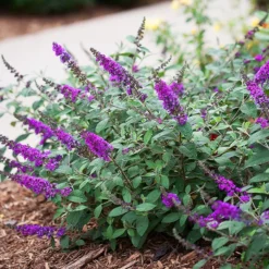 Lo & Behold® Blue Chip Jr. Butterfly Bush