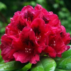 Lord Robert's Rhododendron