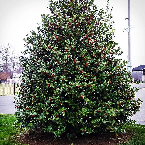 Mary Nell Holly - Image 3