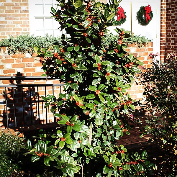 Mary Nell Holly - Image 2