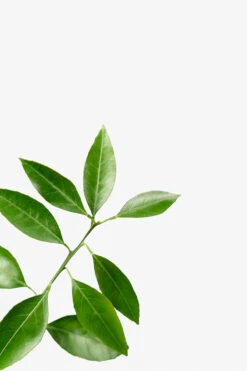 Miho Satsuma Orange Tree