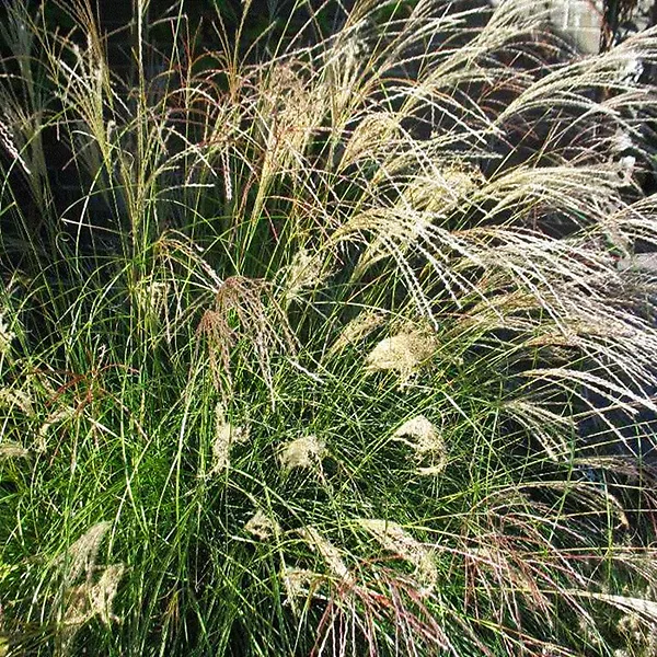 Little Kitten Grass - Image 2